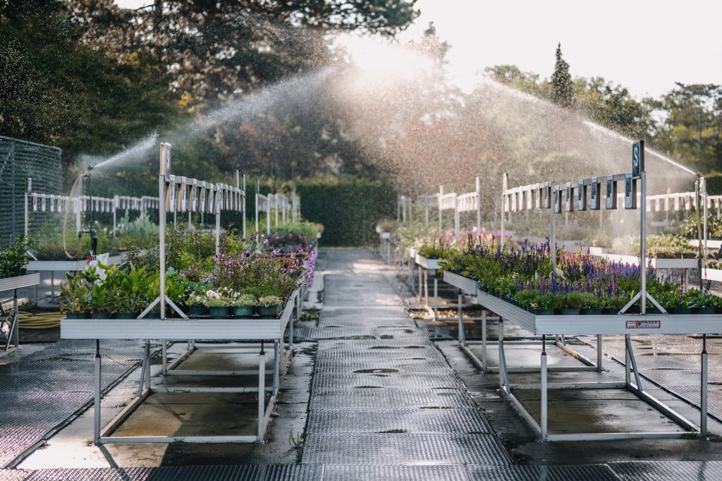 FörsterStauden .. YasminaAust