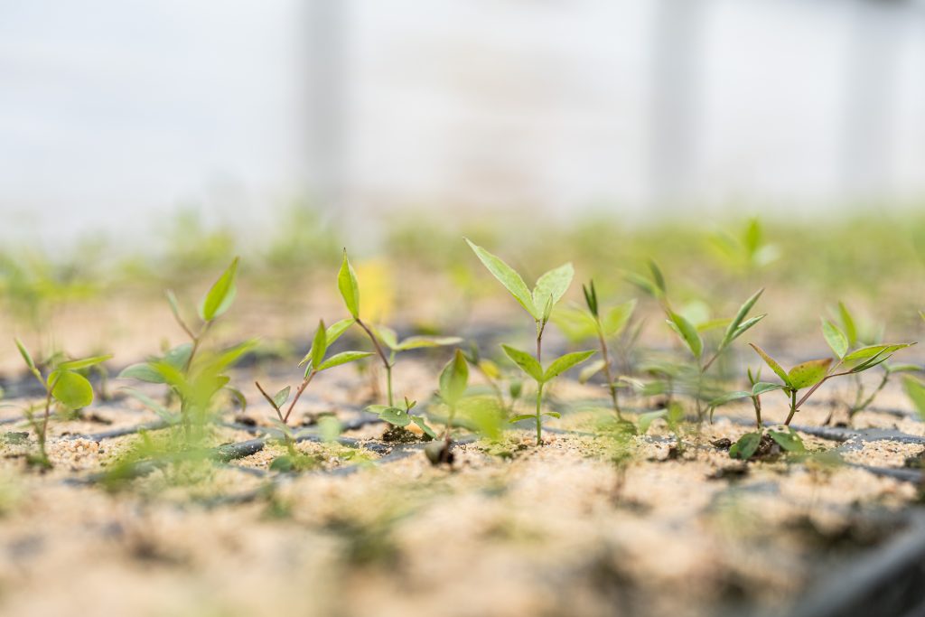 FörsterStauden YasminaAust