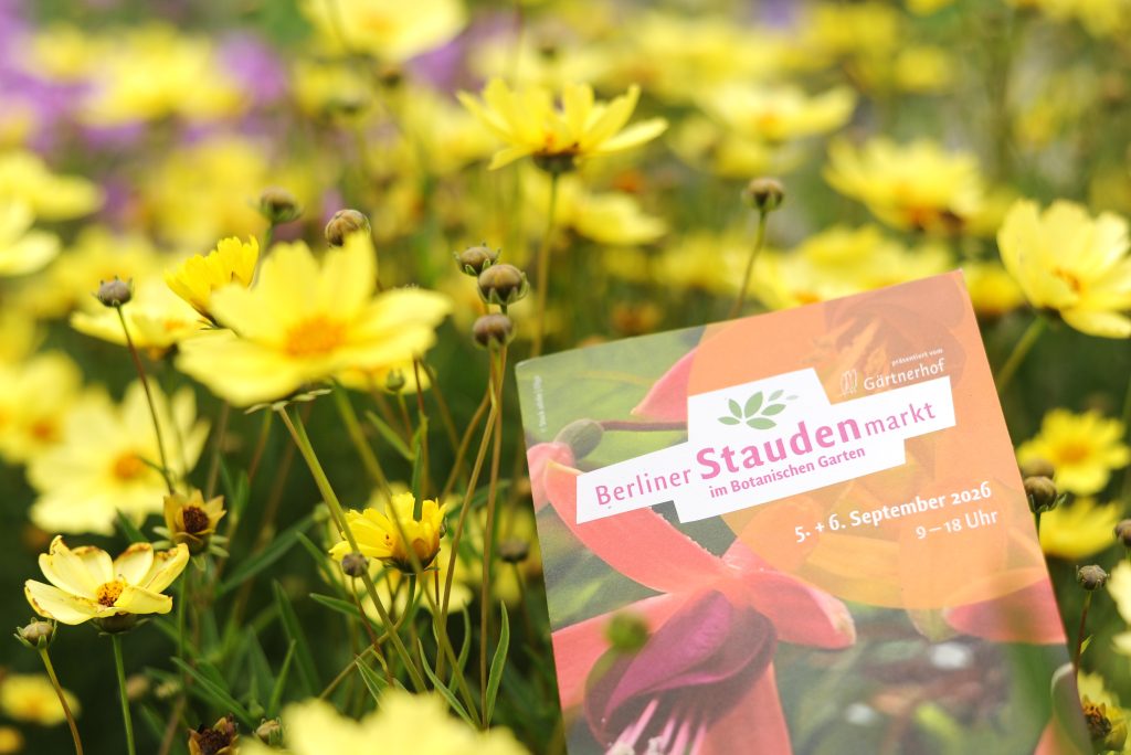 Foerster Stauden Berliner Staudenmarkt